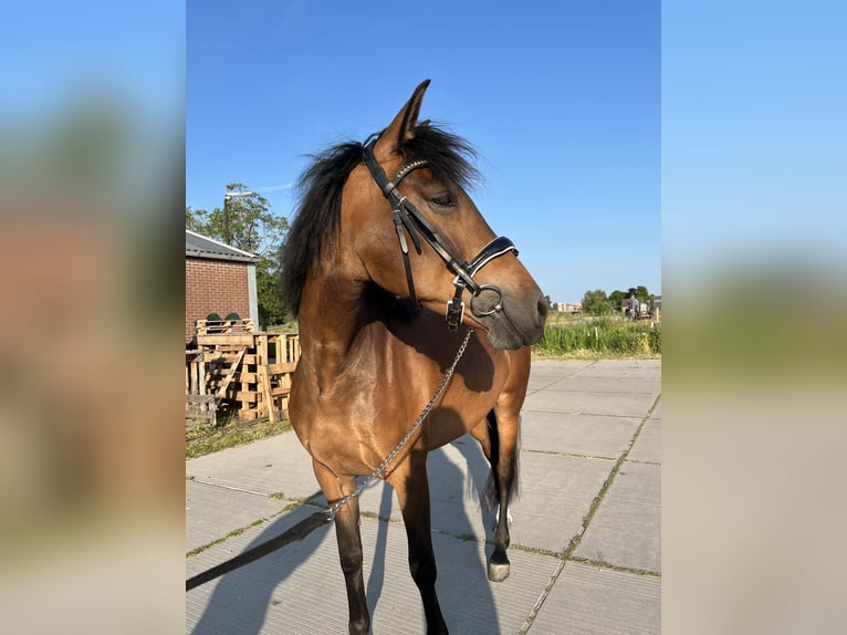 Cruzado Klacz 6 lat 155 cm Gniada in Gouda