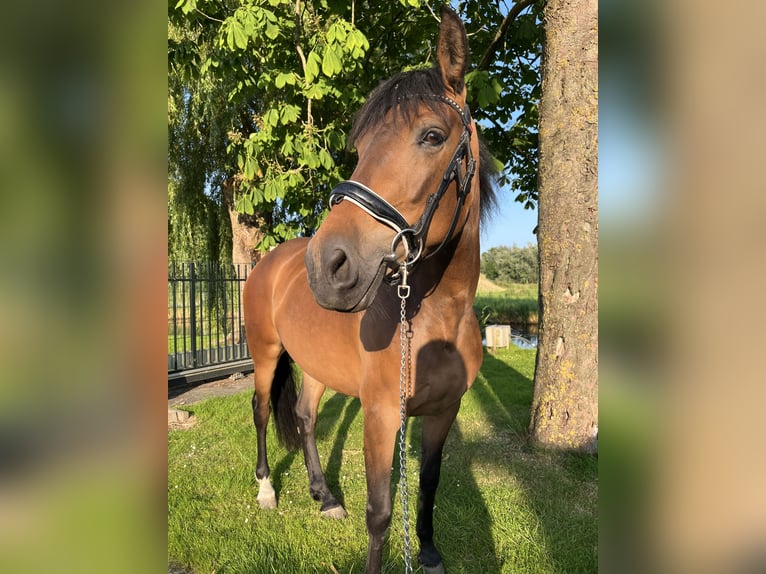 Cruzado Klacz 6 lat 155 cm Gniada in Gouda