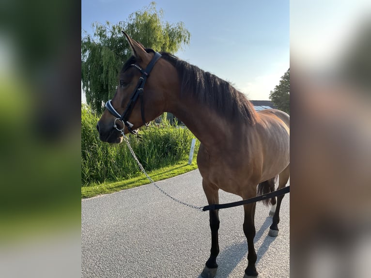 Cruzado Klacz 6 lat 155 cm Gniada in Gouda