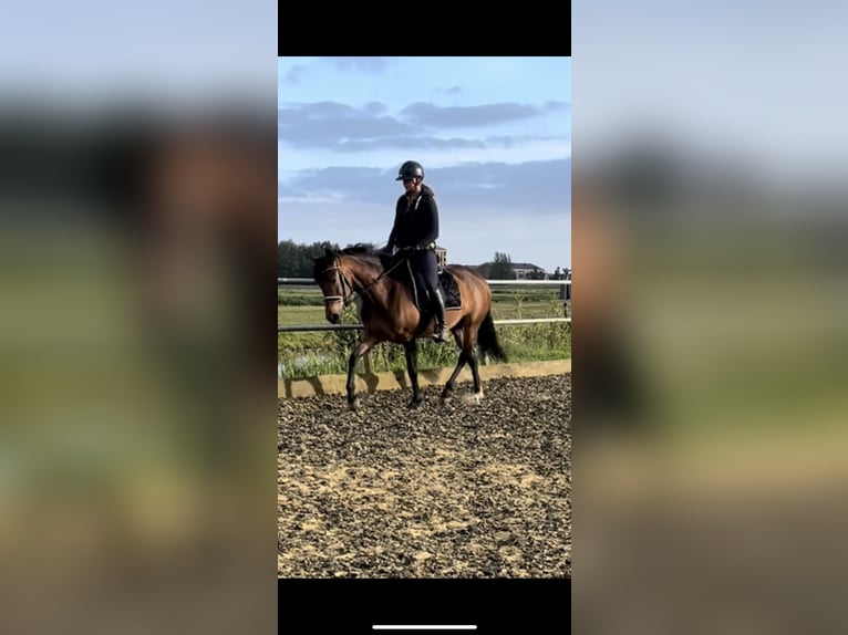 Cruzado Klacz 6 lat 155 cm Gniada in Gouda