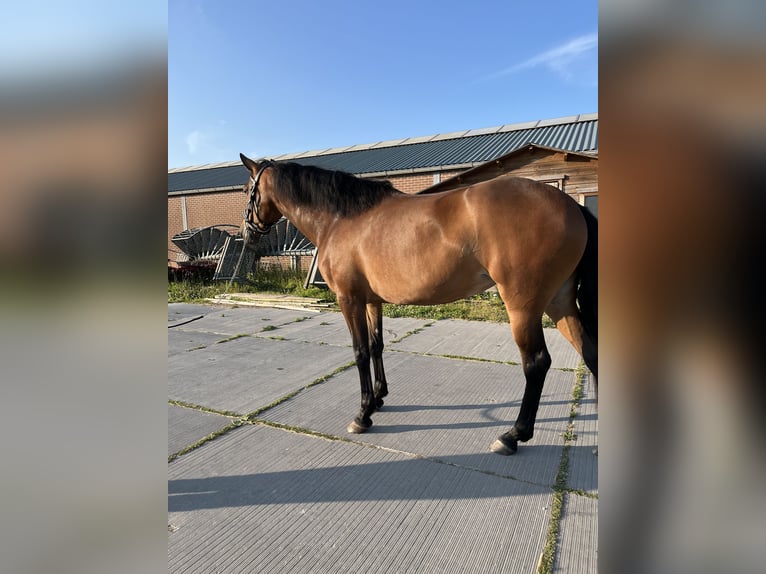 Cruzado Klacz 6 lat 155 cm Gniada in Gouda