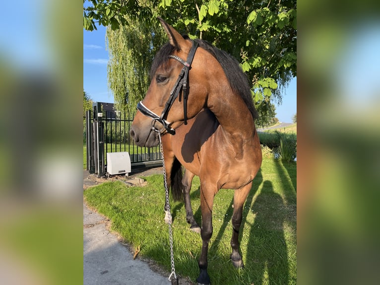 Cruzado Klacz 6 lat 155 cm Gniada in Gouda