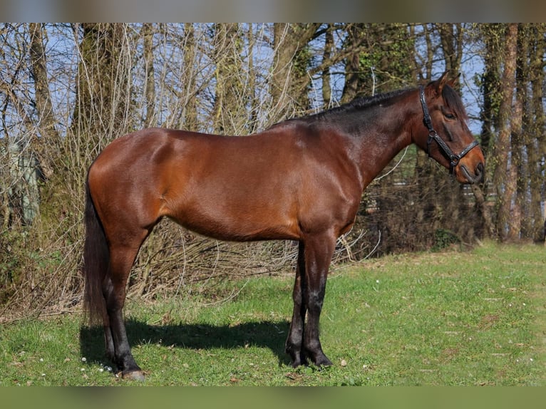 Cruzado Klacz 6 lat 158 cm Gniada in Überherrn