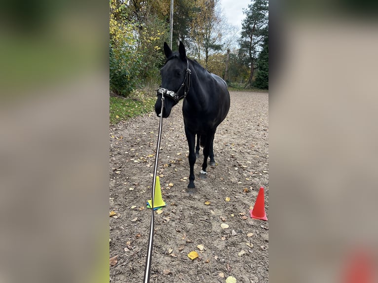 Cruzado Klacz 6 lat 158 cm Kara in Norderstedt
