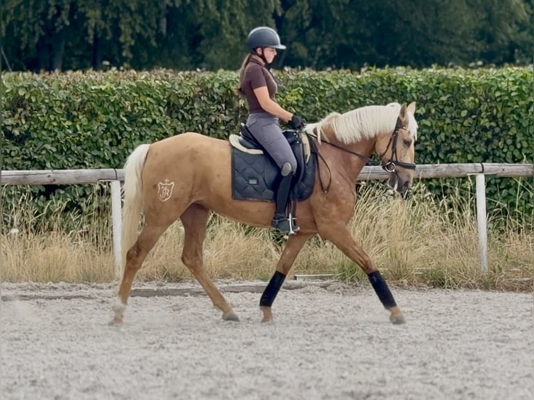 Cruzado Klacz 7 lat 155 cm Izabelowata in Neustadt (Wied)