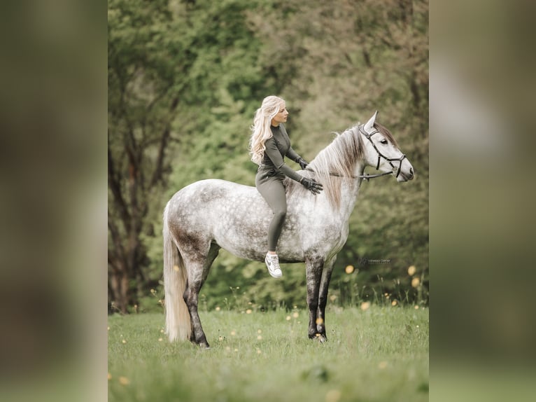 Cruzado Mix Klacz 7 lat 155 cm Siwa in WindhagenWindhagen