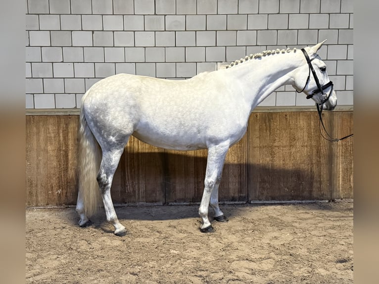 Cruzado Klacz 7 lat 160 cm Stalowosiwy in Oud Gastel