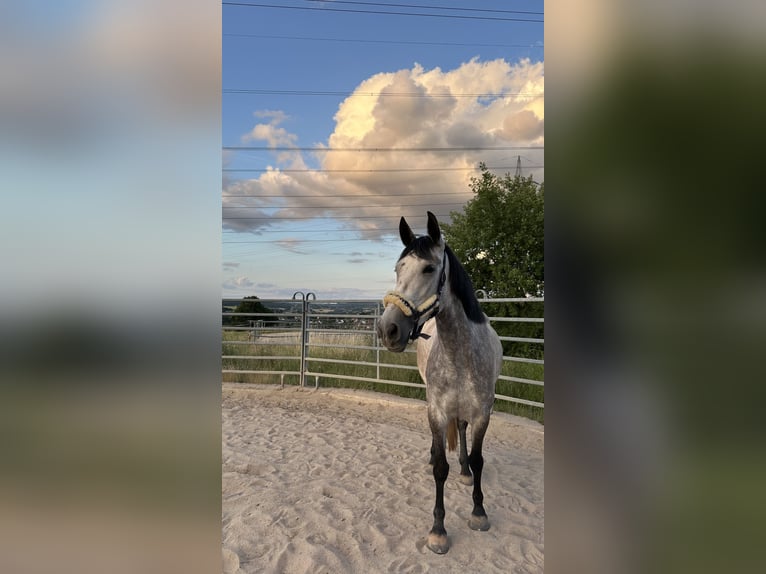 Cruzado Klacz 7 lat 165 cm Siwa in Illingen