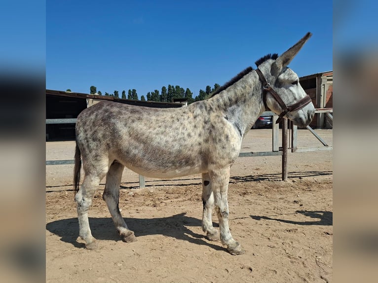 Cruzado Klacz 8 lat 152 cm Siwa jabłkowita in Berga, Barcelona