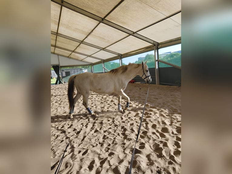Cruzado Klacz 8 lat 154 cm Siwa in Hannover