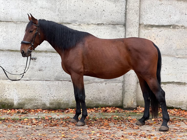 Cruzado Klacz 8 lat 160 cm Gniada in Berlin