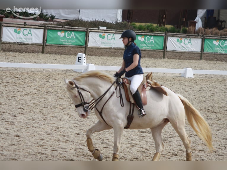 Cruzado Mix Klacz 8 lat 161 cm Cremello in Vila Nova de Famalicão