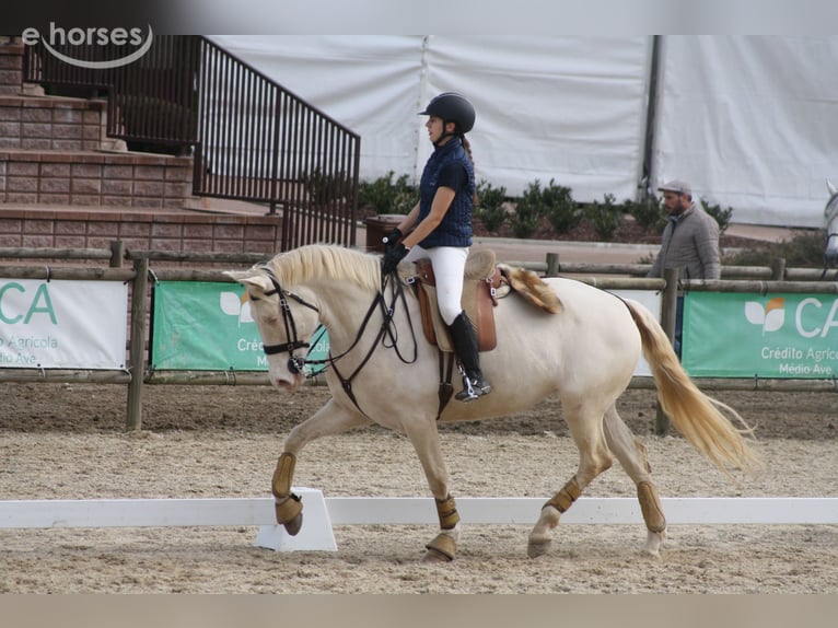 Cruzado Mix Klacz 8 lat 161 cm Cremello in Vila Nova de Famalicão