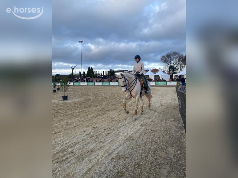 Cruzado Mix Klacz 8 lat 161 cm Cremello in Vila Nova de Famalicão