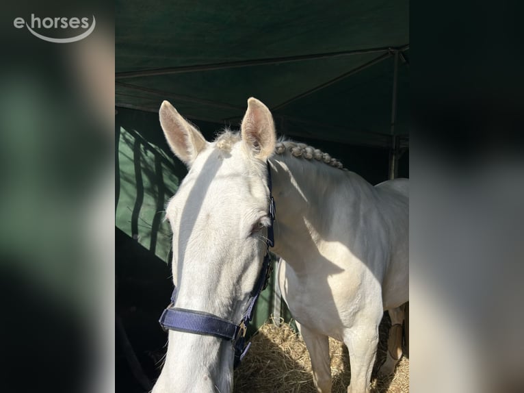 Cruzado Mix Klacz 8 lat 161 cm Cremello in Vila Nova de Famalicão