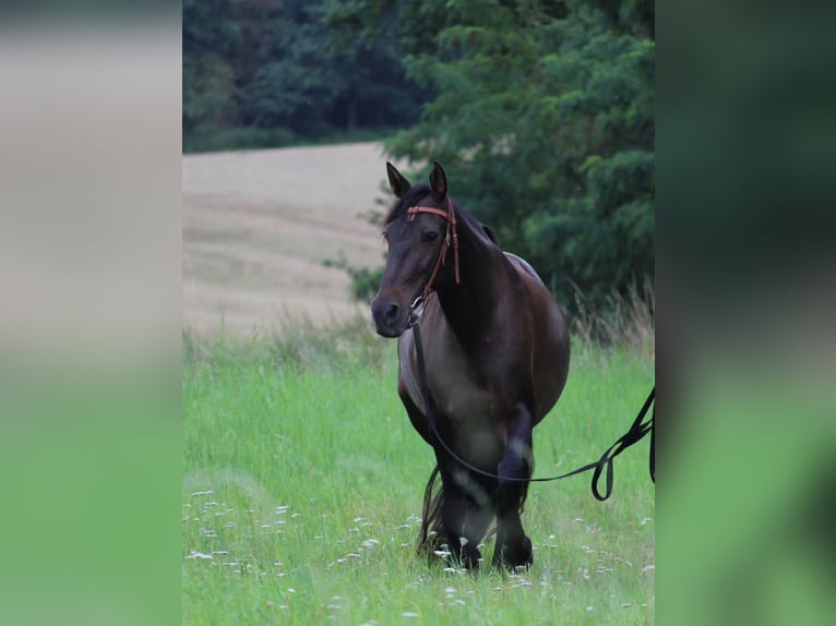 Cruzado Klacz 8 lat 162 cm Ciemnogniada in Marklohe