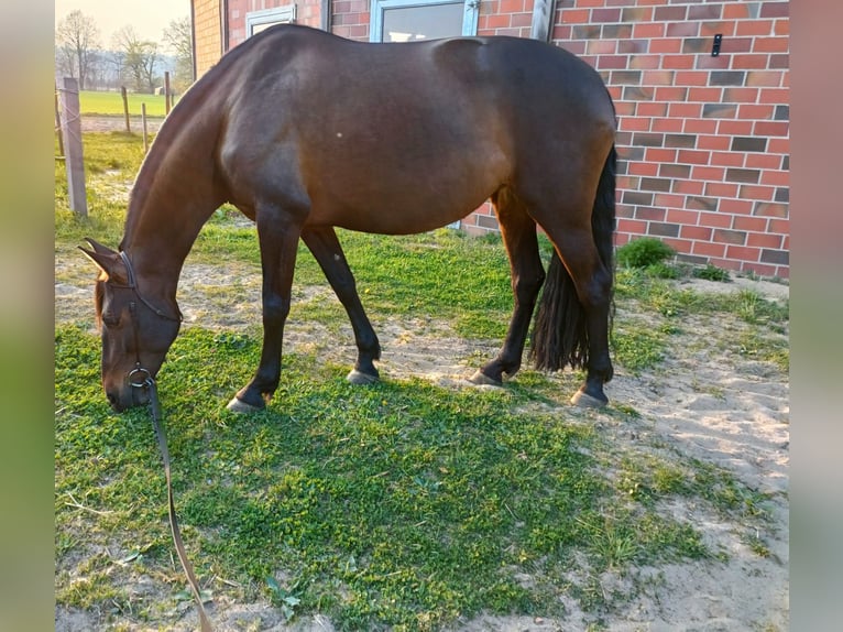 Cruzado Klacz 8 lat 162 cm Ciemnogniada in Marklohe
