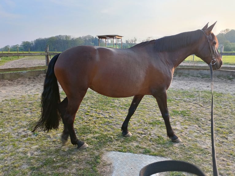 Cruzado Klacz 8 lat 162 cm Gniada in Nienburg (Weser)