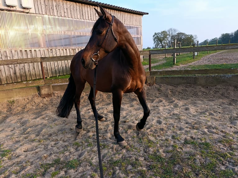 Cruzado Klacz 8 lat 162 cm Gniada in Nienburg (Weser)