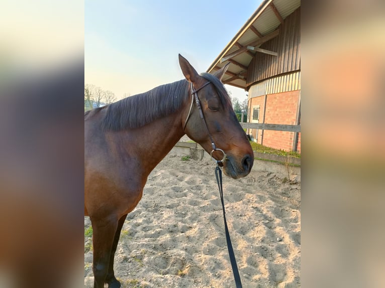 Cruzado Klacz 8 lat 162 cm Gniada in Nienburg (Weser)