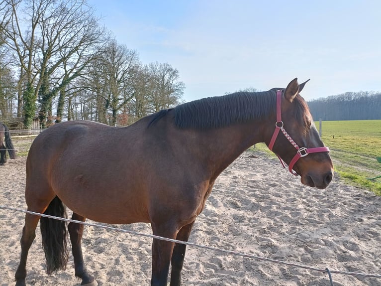 Cruzado Klacz 8 lat 162 cm Gniada in Nienburg (Weser)