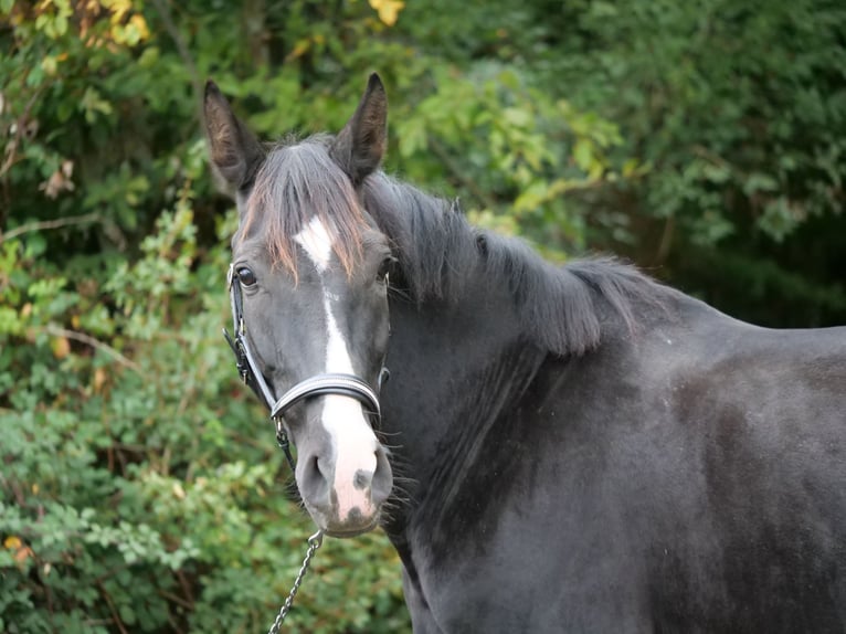 Cruzado Mix Klacz 8 lat 163 cm Kara in Galenberg