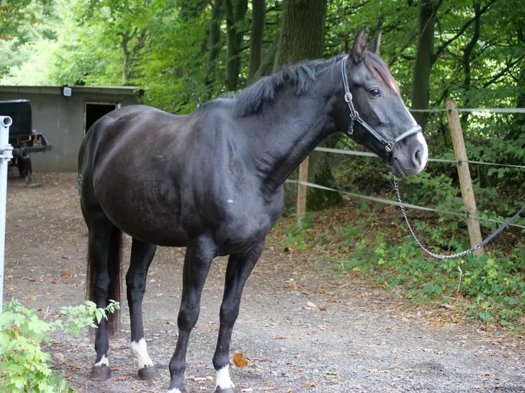 Cruzado Mix Klacz 8 lat 163 cm Kara in Galenberg