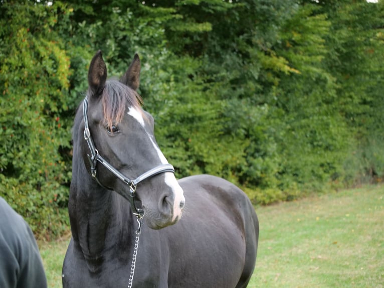 Cruzado Mix Klacz 8 lat 163 cm Kara in Galenberg