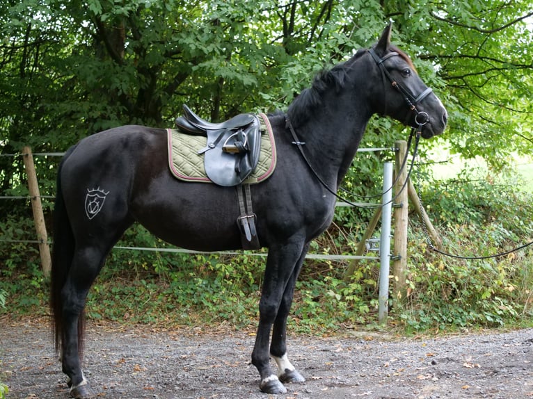 Cruzado Mix Klacz 8 lat 163 cm Kara in Galenberg
