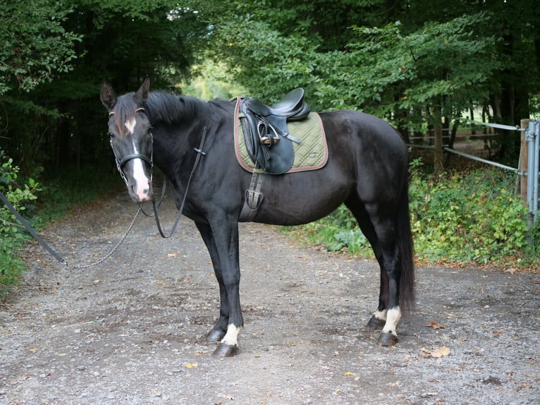 Cruzado Mix Klacz 8 lat 163 cm Kara in Galenberg