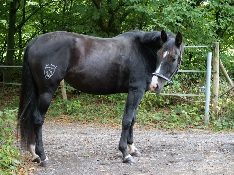 Cruzado Mix Klacz 8 lat 163 cm Kara in Galenberg