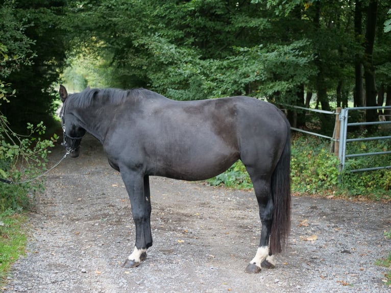 Cruzado Mix Klacz 8 lat 163 cm Kara in Galenberg