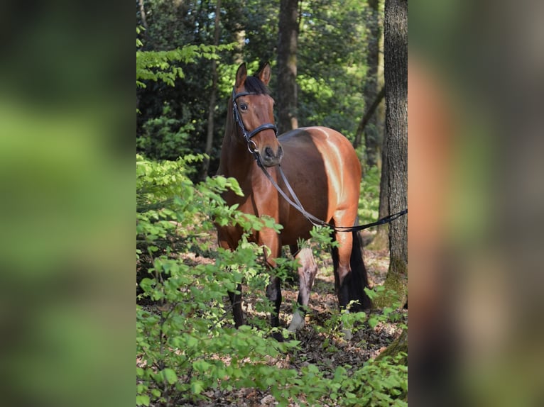 Cruzado Klacz 9 lat 155 cm Gniada in Ennepetal
