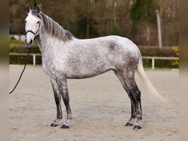 Cruzado Klacz 9 lat 155 cm Siwa w hreczce in Neustadt (Wied)