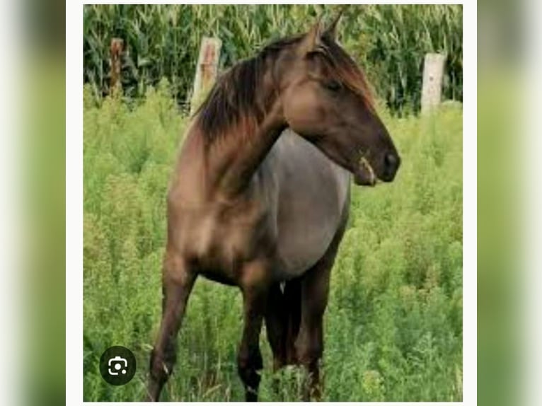 Cruzado Mix Klacz 9 lat 160 cm Grullo in 9000 - GENT