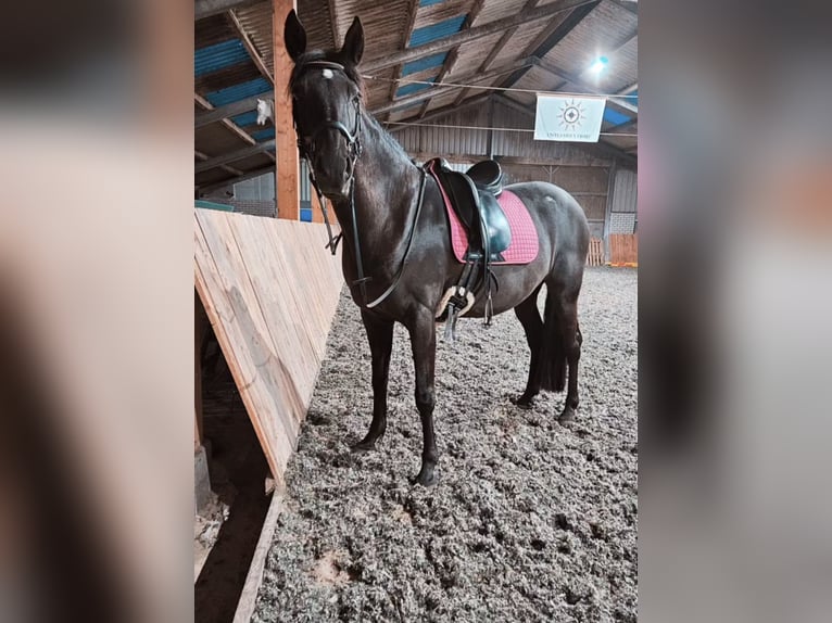 Cruzado Klacz 9 lat 160 cm Kara in Heerenveen