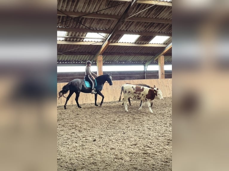 Cruzado Klacz 9 lat 160 cm Kara in Heerenveen