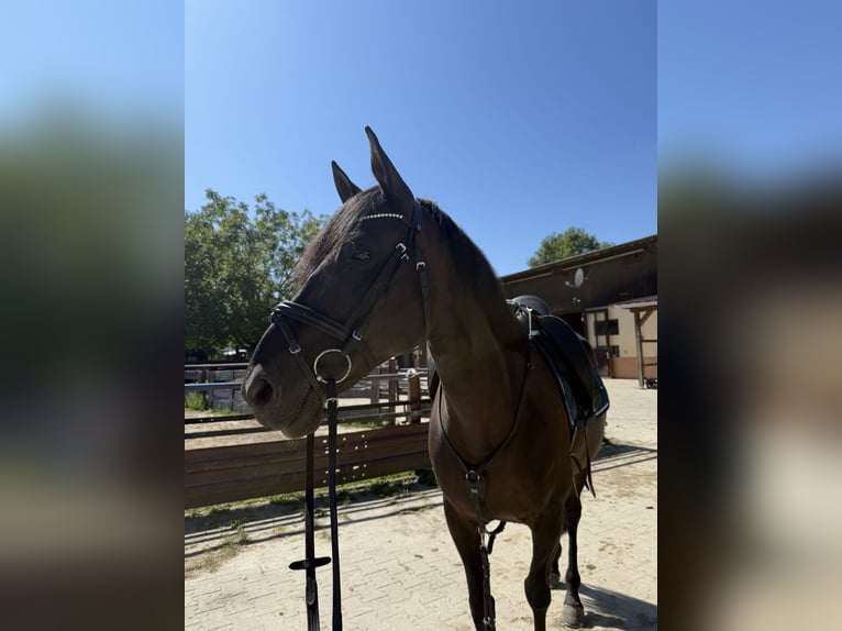 Cruzado Klacz 9 lat 160 cm in OffenburgOffenburg