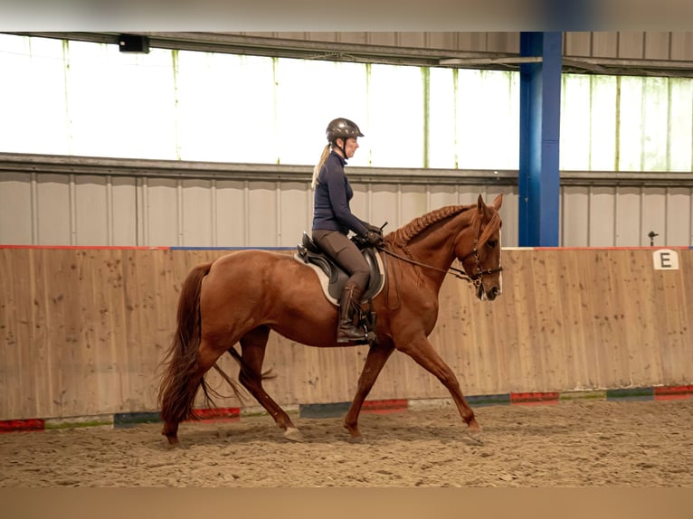 Cruzado Klacz 9 lat 162 cm Kasztanowata in Sterup