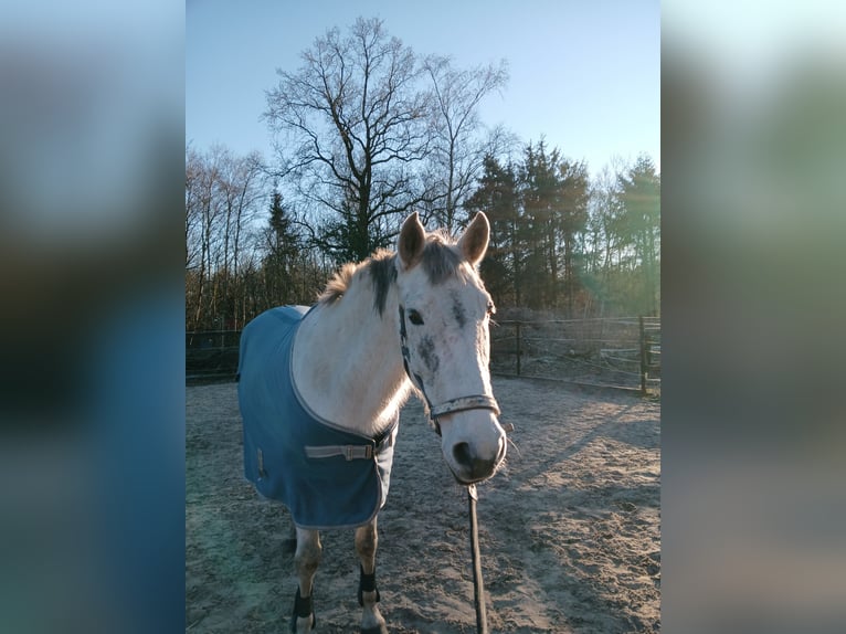 Cruzado Mare 10 years 14,3 hh Gray in Wischhafen