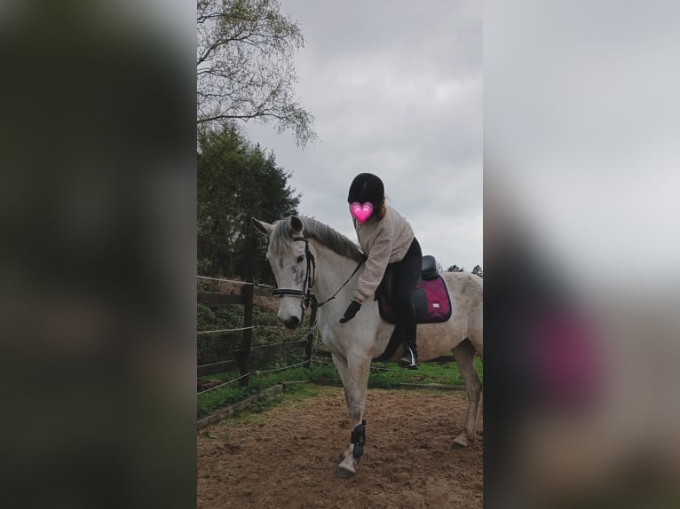 Cruzado Mare 10 years 14,3 hh Gray in Wischhafen