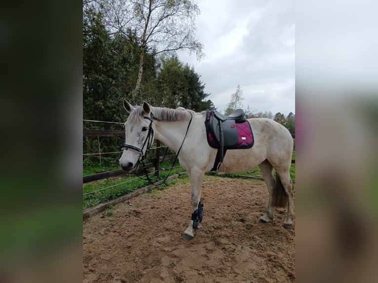 Cruzado Mare 10 years 14,3 hh Gray in Wischhafen