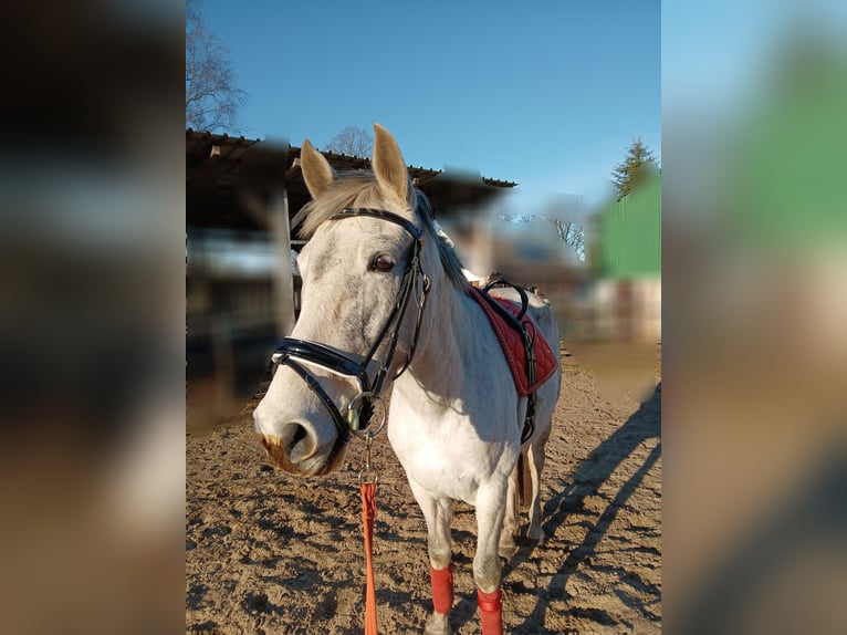 Cruzado Mare 10 years 14,3 hh Gray in Wischhafen