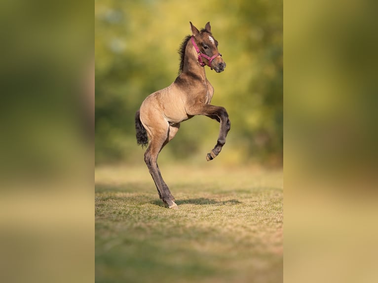 Cruzado Mare 10 years 15.1 hh Chestnut in Essen