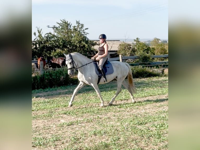 Cruzado Mare 10 years 15,2 hh Grey-Dapple in W&#xFC;lperode