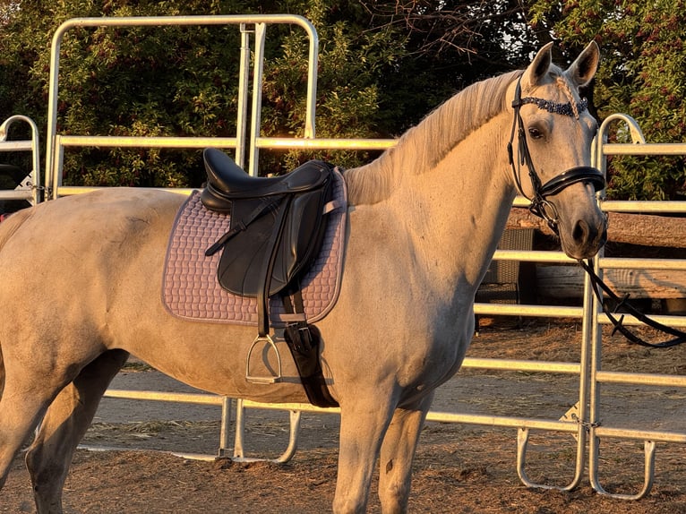 Cruzado Mare 10 years 15,2 hh Grey-Dapple in W&#xFC;lperode