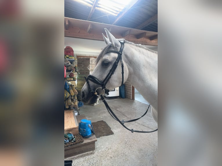 Cruzado Mare 10 years 15,2 hh Grey in L&#xFC;nen