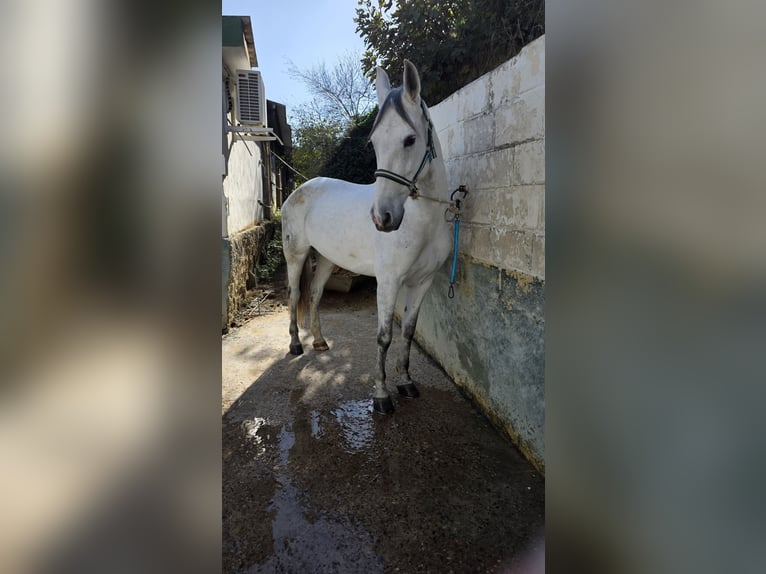 Cruzado Mare 10 years 16 hh Grey-Dapple in Mairena Del Aljarafe