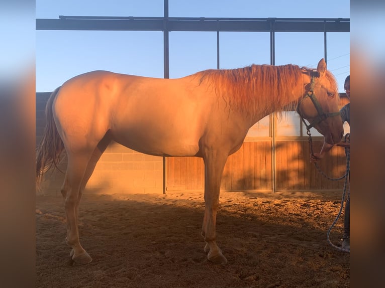 Cruzado Mare 10 years 16 hh Perlino in Cremona