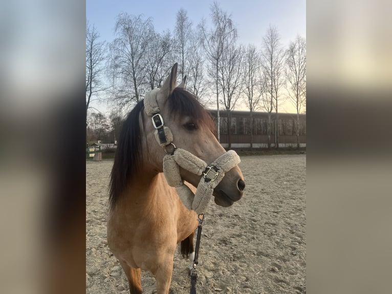 Cruzado Mare 11 years 13,3 hh Buckskin in DattelnDatteln